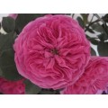 Garden Roses - Baronesse